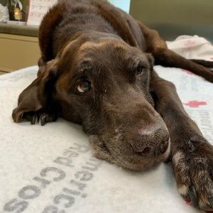 Meet your Posher, Christian